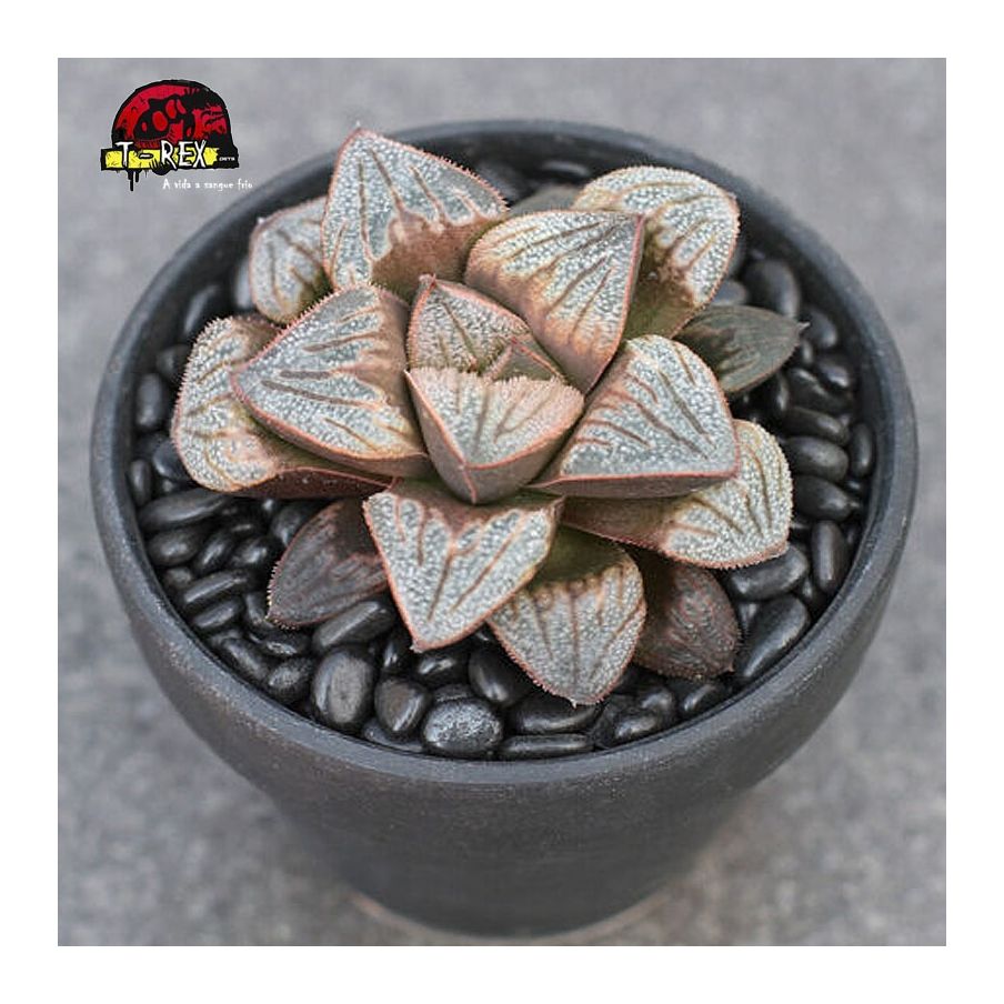 Muda De Planta Suculenta Haworthia Liliaceae Encante Se A