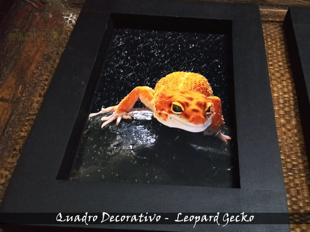 Comprar Leopard Gecko Brasil