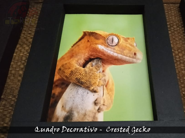 Comprar Crested Gecko