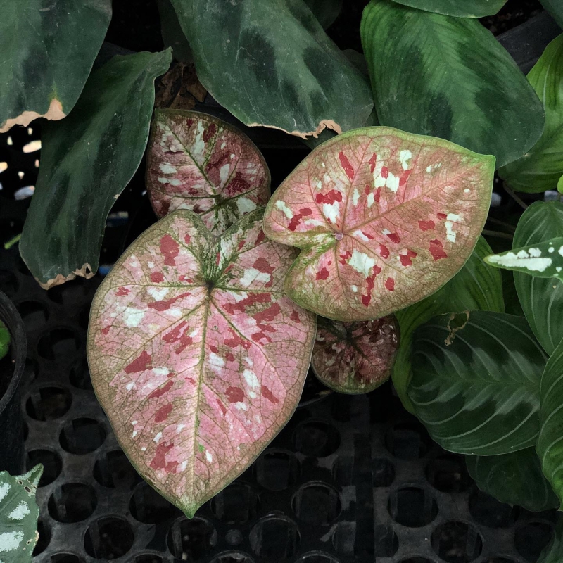 comprar muda de caladium matilde