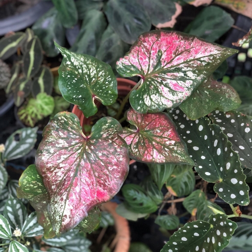 comprar muda de caladium vanessa