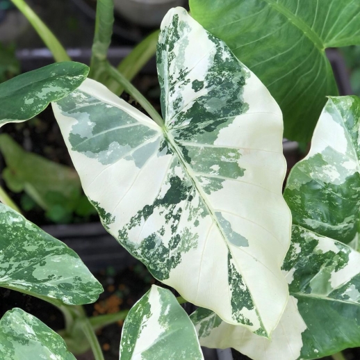 Comprar muda de caladium Milena