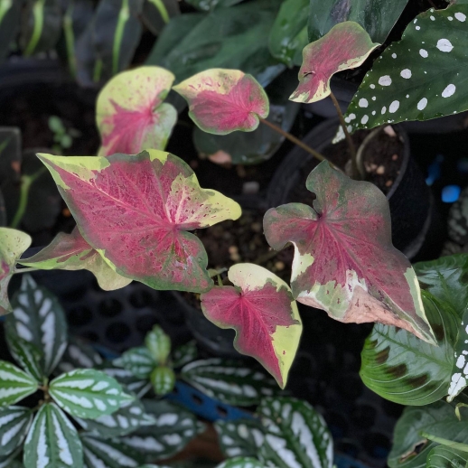 Muda de Caladium Denise