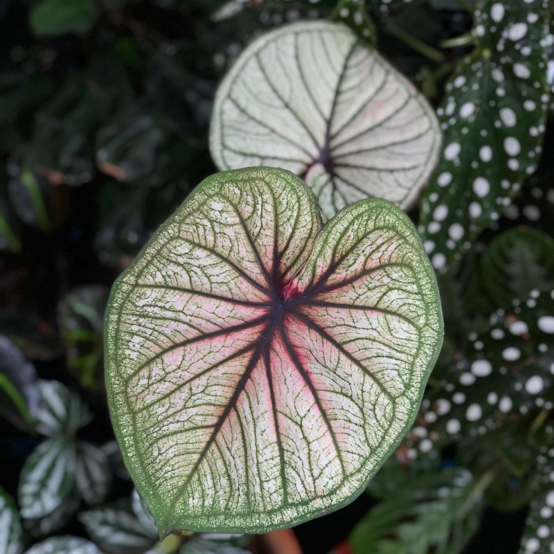 comprar muda de caladium érica