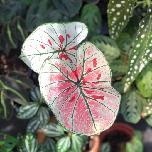 comprar muda de caladium yara