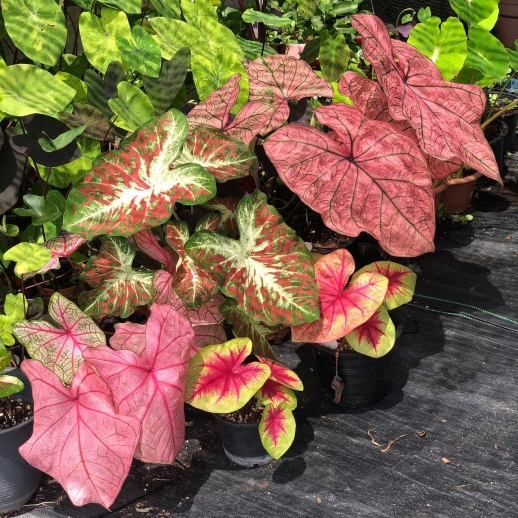 comprar muda de caladium dora