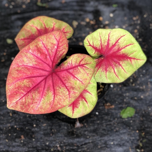 comprar muda de caladium taiane