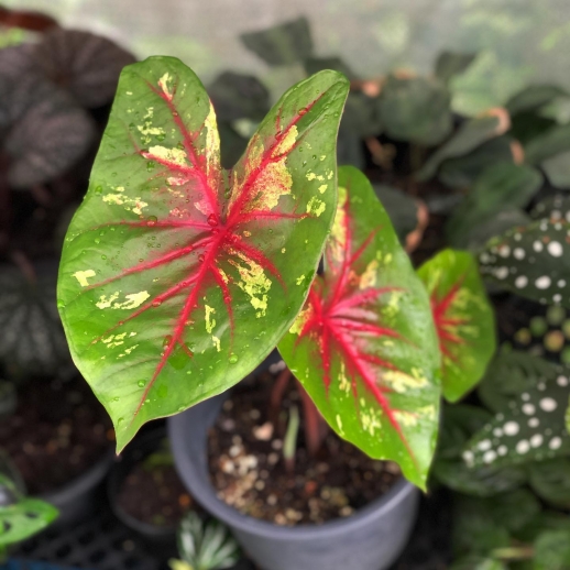 Muda de Caladium Antônia