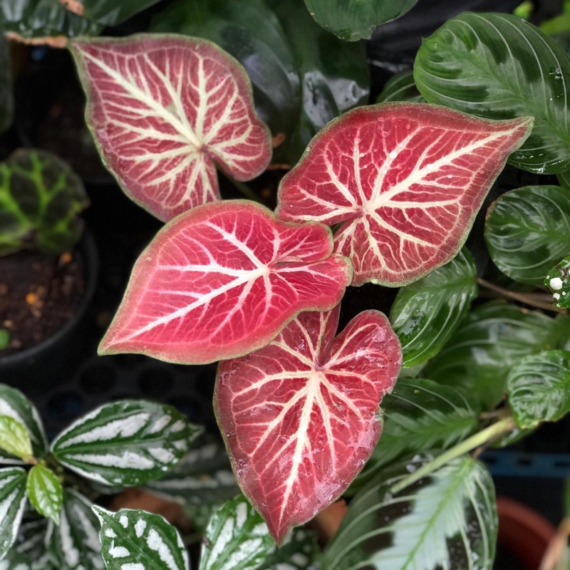 comprar muda de caladium valéria