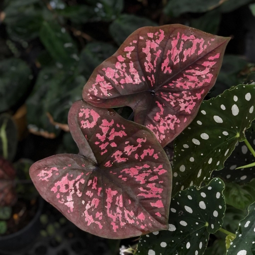 comprar muda de caladium Eliza