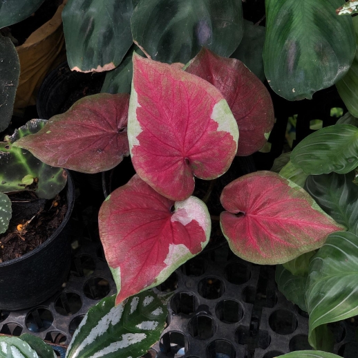 comprar muda de caladium Maísa