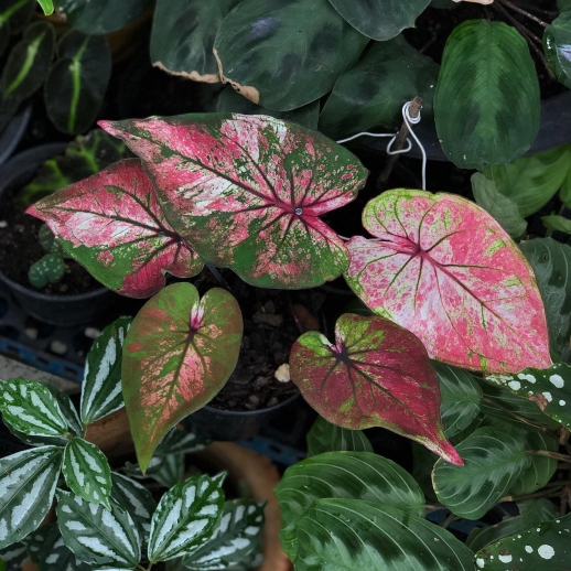 Muda de Caladium Silvana