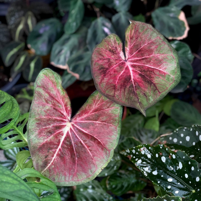 comprar muda de caladium Ivone