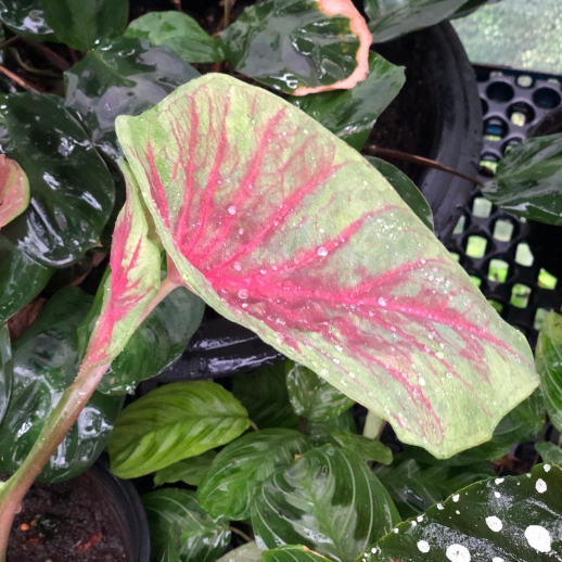 comprar muda de caladium Silvia