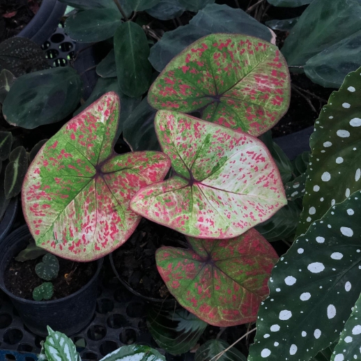 Muda de Caladium Glória