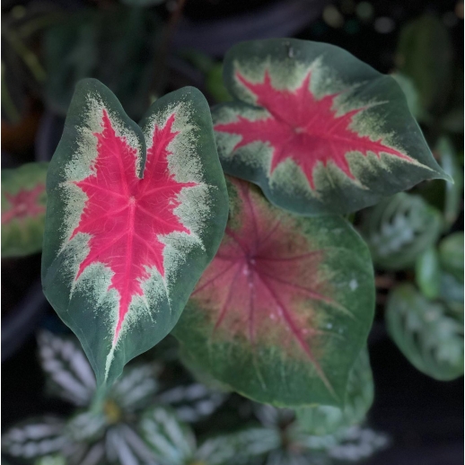 Muda de Caladium Ana Luísa