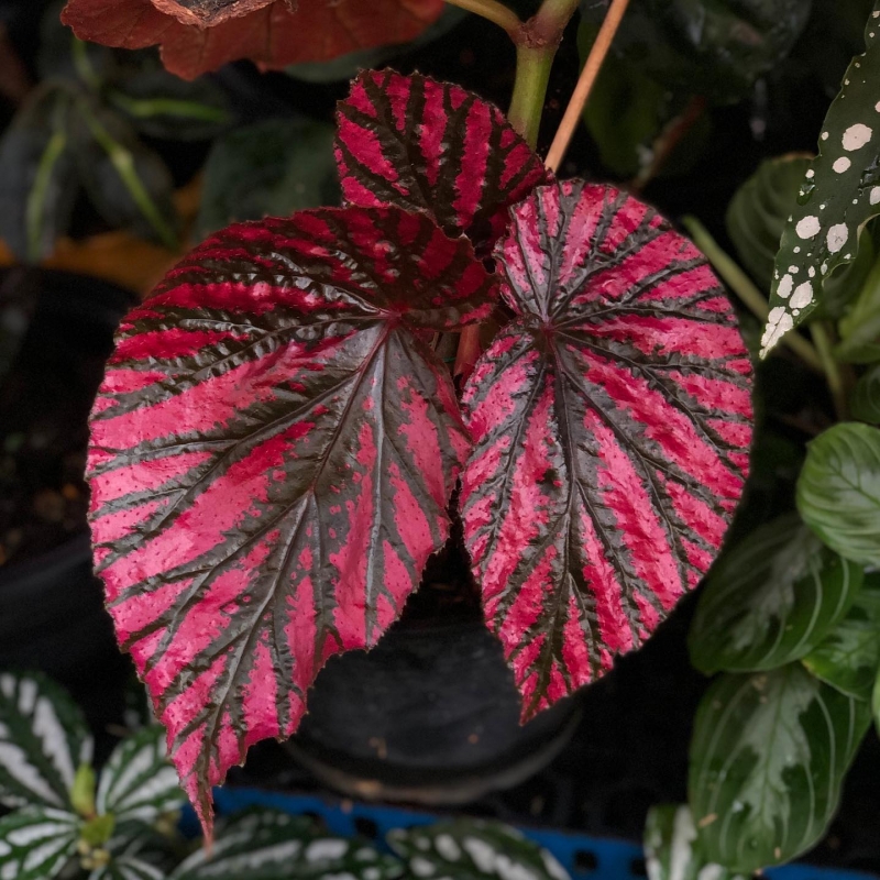 comprar muda de caladium Giovanna Sofia