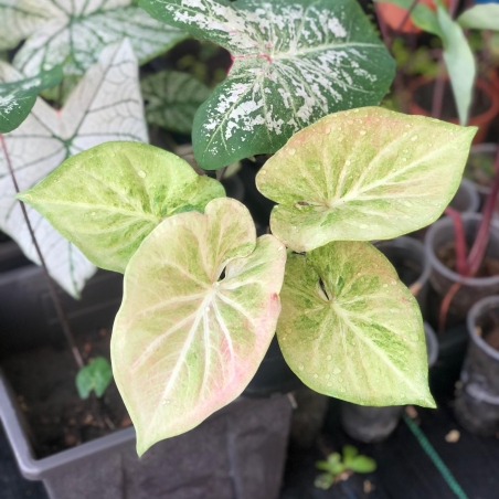 comprar muda de caladium Juliana Camila