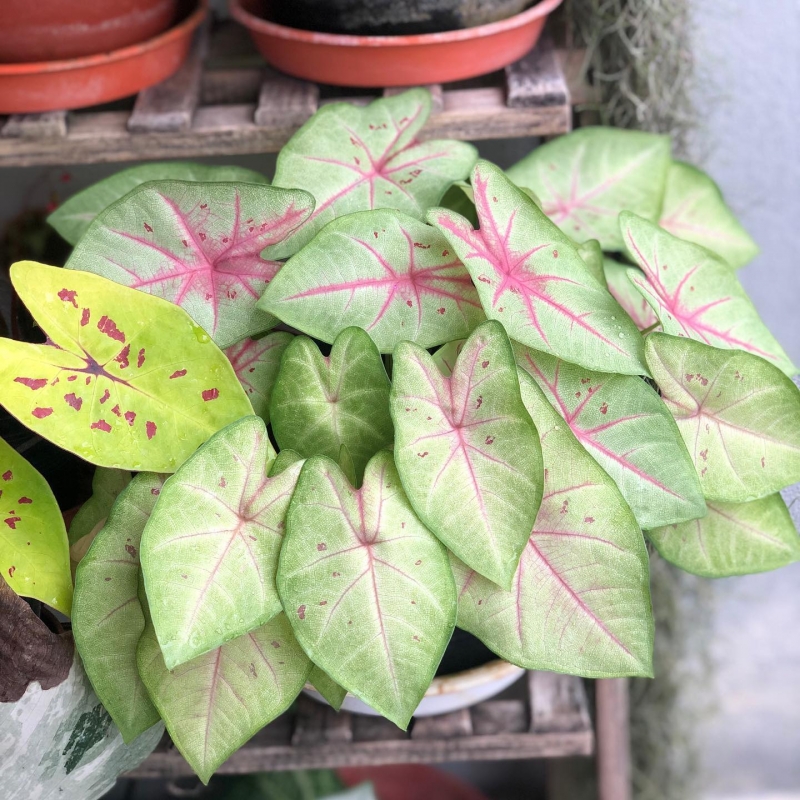 comprar muda de caladium Mariane Larissa