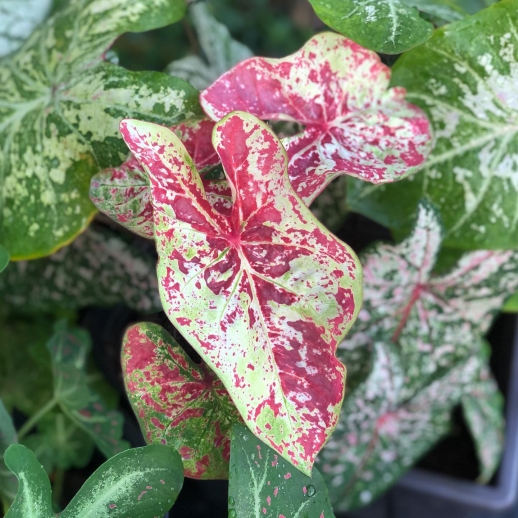 Muda de Caladium Elisa Sofia