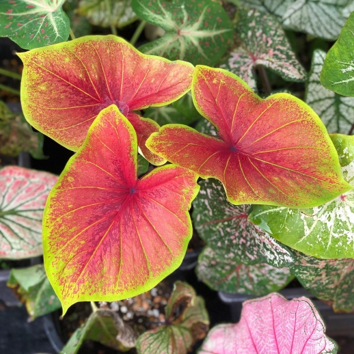 comprar muda de caladium Mariana Yasmin