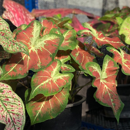 Muda de Caladium Larissa...