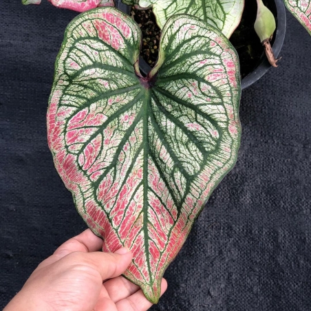 comprar muda de caladium Fernanda Vitória