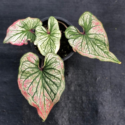 comprar muda de caladium Bianca Sofia