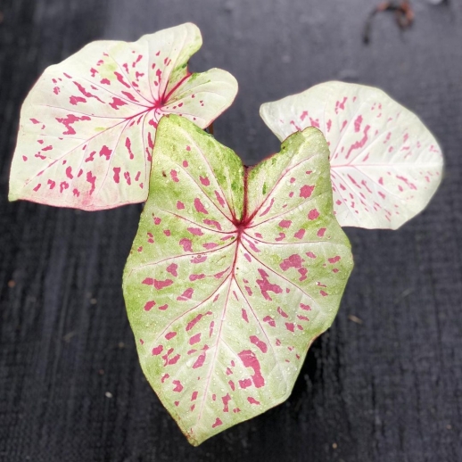 comprar muda de caladium Luiza Bianca