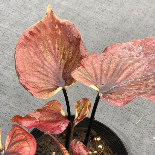 comprar muda de caladium Bianca Carolina