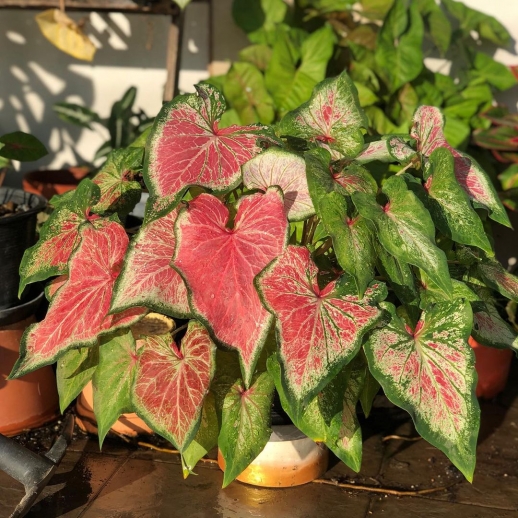 comprar muda de caladium Sônia Maria