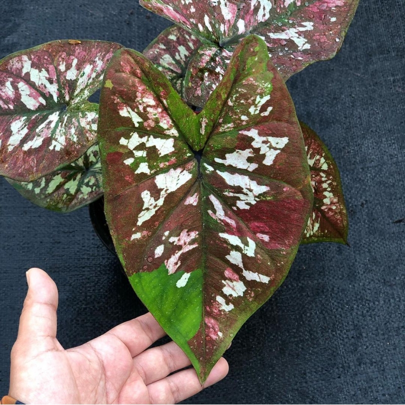 comprar muda de caladium Sônia Regina