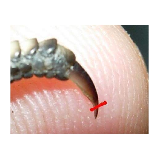 Tesoura corte unha - Reptile