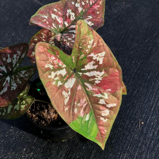 comprar muda de caladium Sônia Isabela