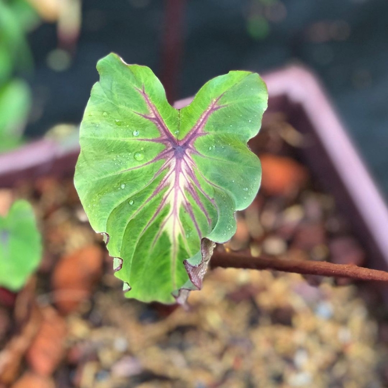 comprar muda de caladium Sônia Valentina