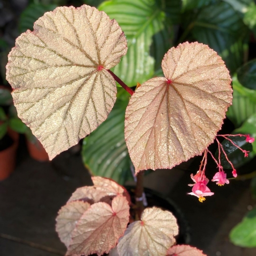 comprar muda de caladium Sônia Camila