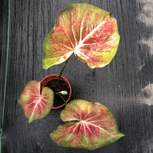 Muda de Caladium Raissa Sofia