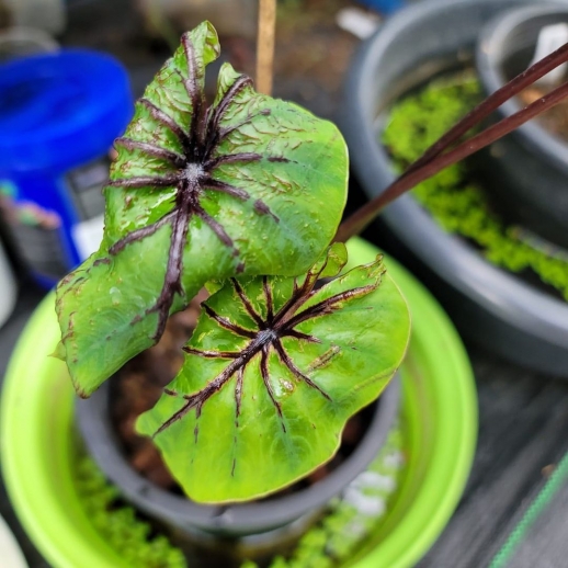 Comprar Colocasia Pharaoh Mask