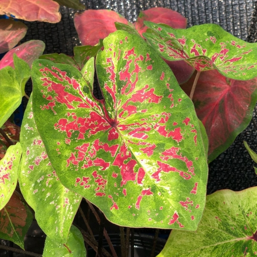 comprar muda de caladium Isabella Raissa