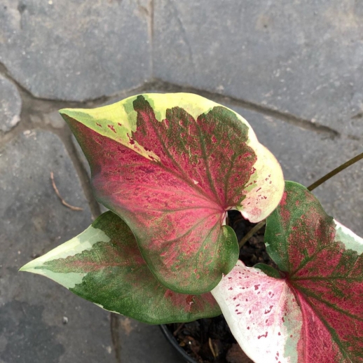 comprar muda de caladium Helen Maria