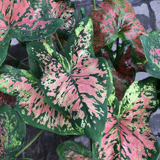 comprar muda de caladium Valentína