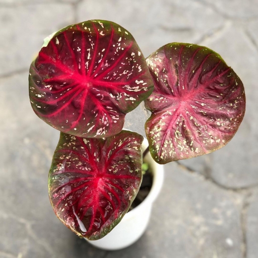 comprar muda de caladium Jully