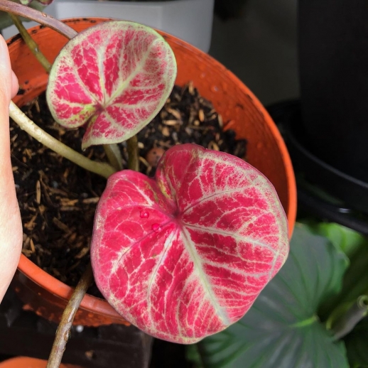 Muda de Caladium Gabrielle