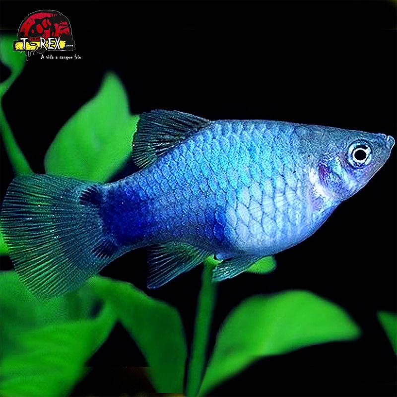 Peixe Platy Azul