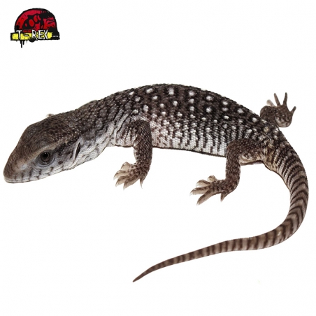 Filhote de Lagarto Varanus exanthematicus