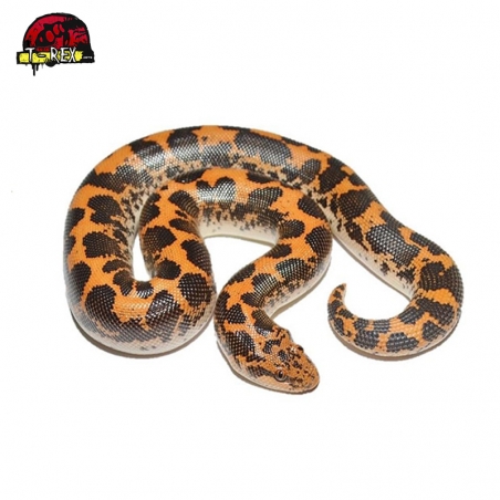 Cobra legalizada sand boa