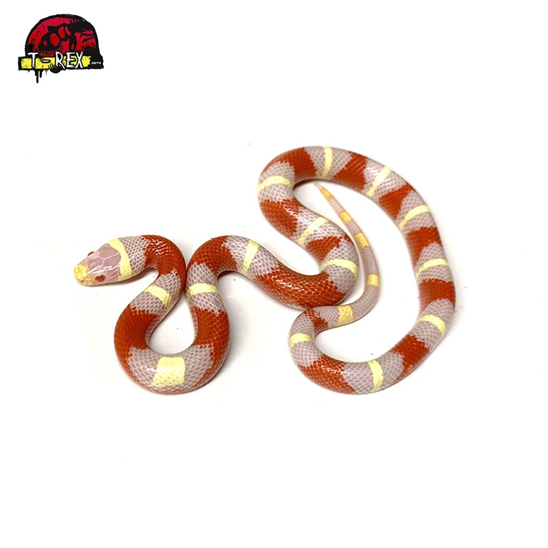 Cobra Milk Snake Legalizada