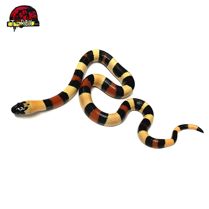 Comprar cobra milksnake