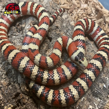 Cobra King Snake Legalizada