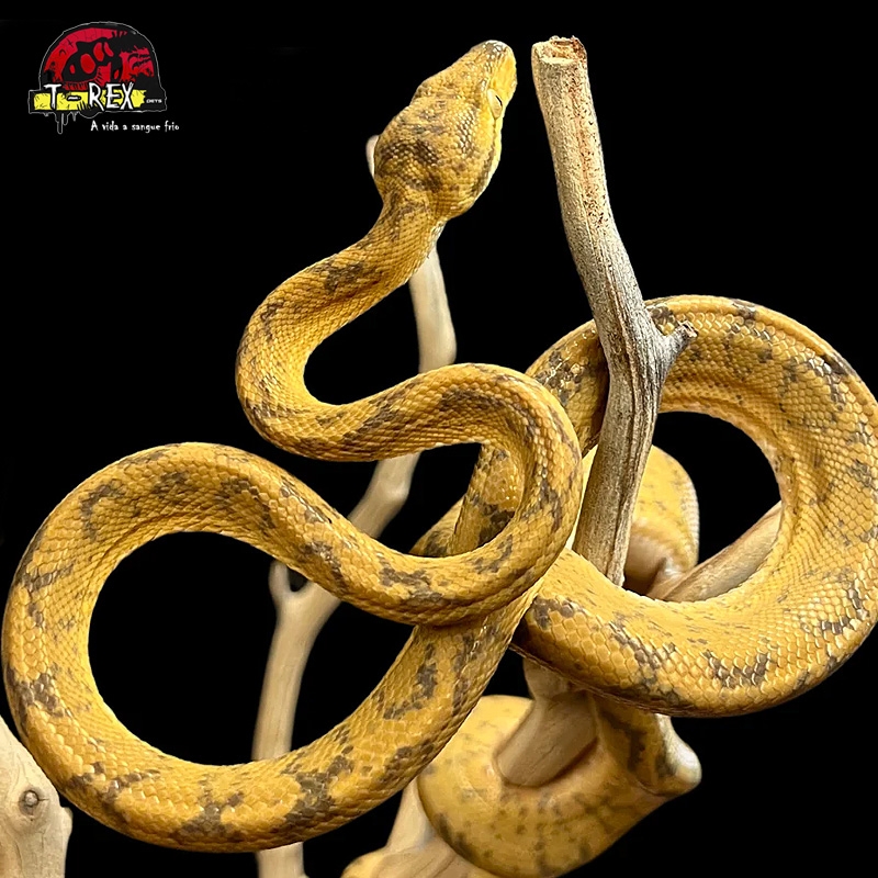 Cobra Legalizada Corallus hortulanus